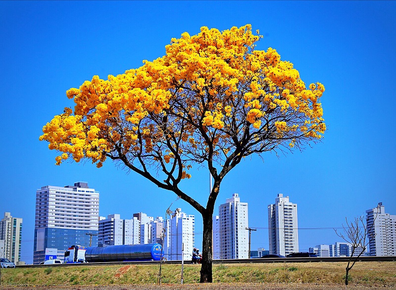 Prefeitura de Goiânia recomenda espécies de árvores adequadas para plantio em calçadas