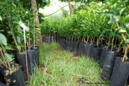 Amma recebe doação de sementes frutíferas e nativas para cultivo e plantio de mudas nos parques de Goiânia: projeto objetiva ampliar número de vegetação dos espaços públicos, e incentivar moradores a participar do processo Agência Municipal de Meio Ambiente (Amma) – Prefeitura de Goiânia