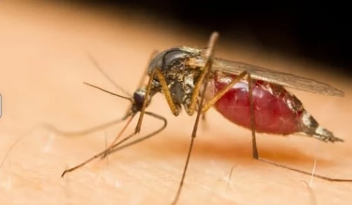 Dia Mundial Contra os Mosquitos: Vacina da Dengue e Medidas de Prevenção contra Doenças Transmitidas por Vetores